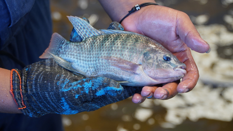 Hands holding a farmed tilapia