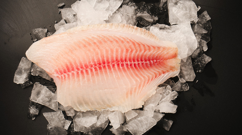 Tilapia fillet on ice