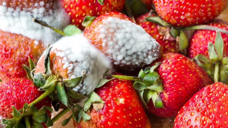 Rotting stawberries