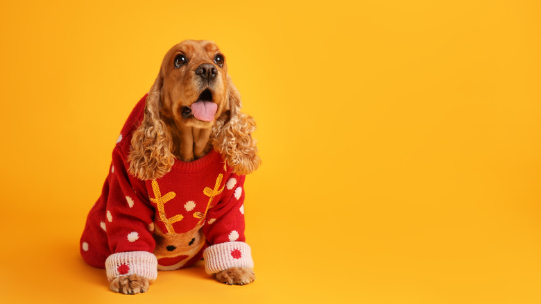 Dog in an ugly sweater