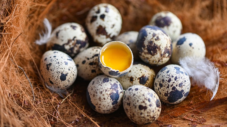 quail eggs in nest