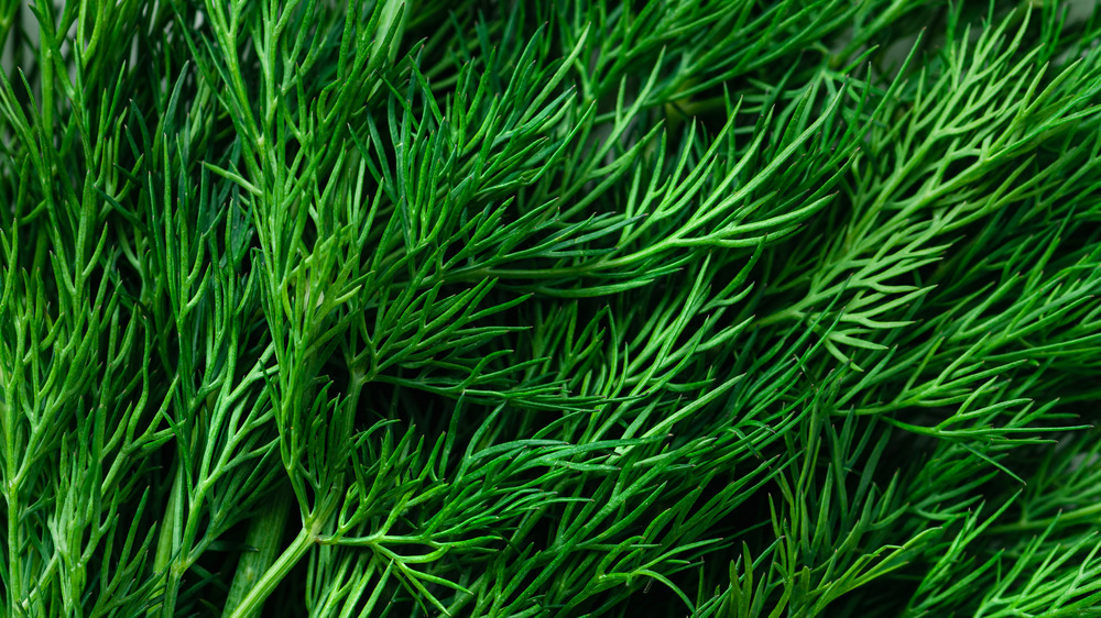 Close up of fresh dill