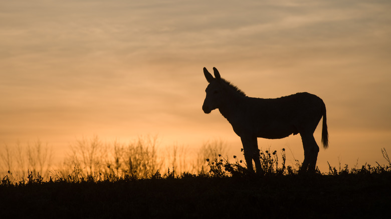 Donkey