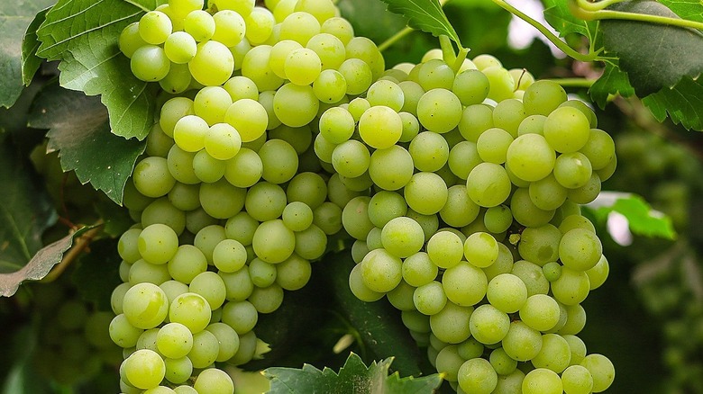 White grapes growing on vine