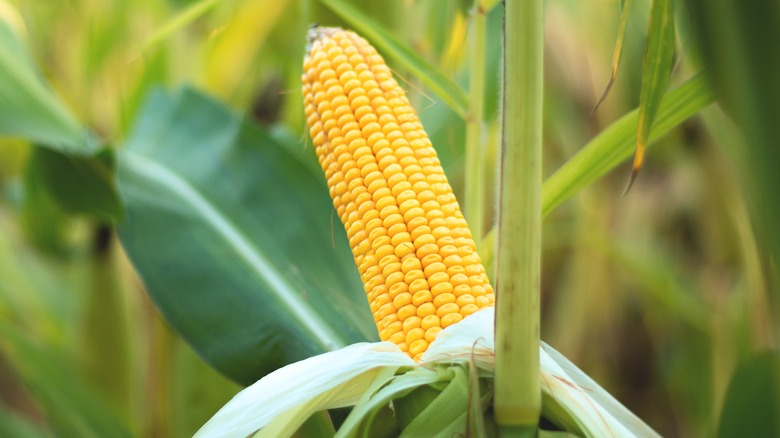 Corn cob on a stock