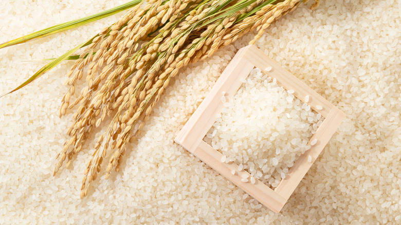 White rice next to grain plant