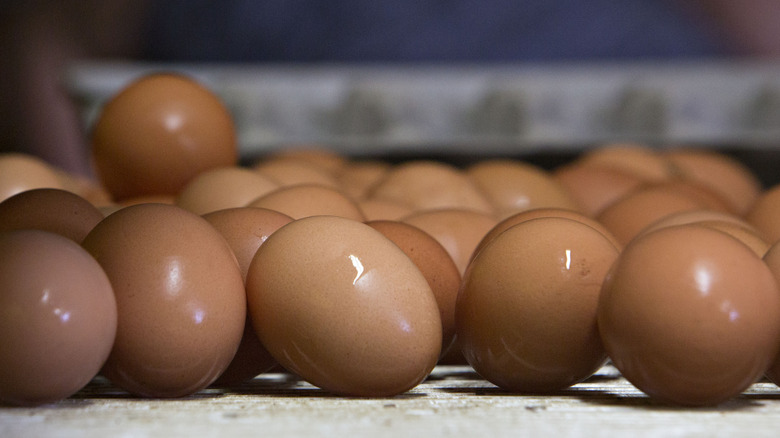 Organic brown eggs