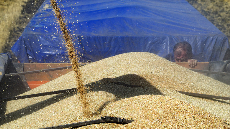 grain from a combine harvester