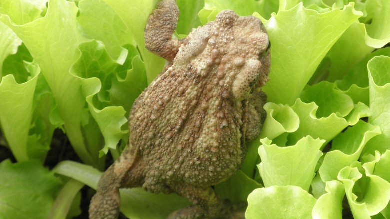 Frog in lettuce