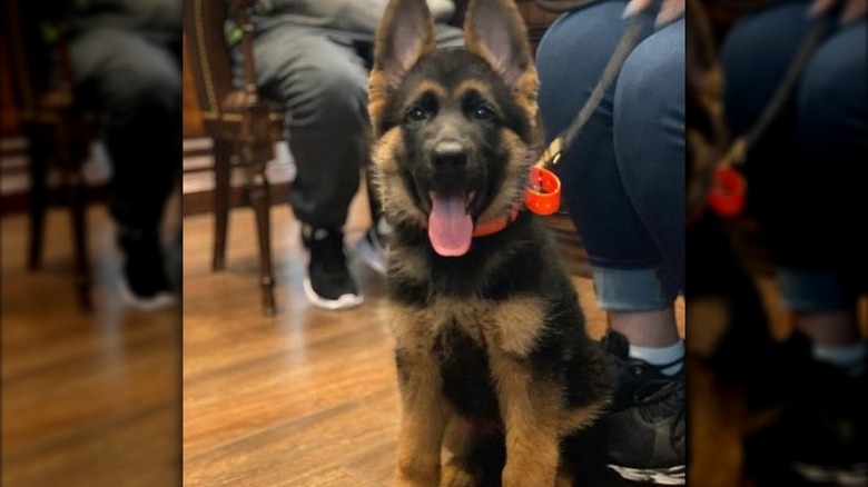 Buddy and Lisa Valastro's new dog Duke