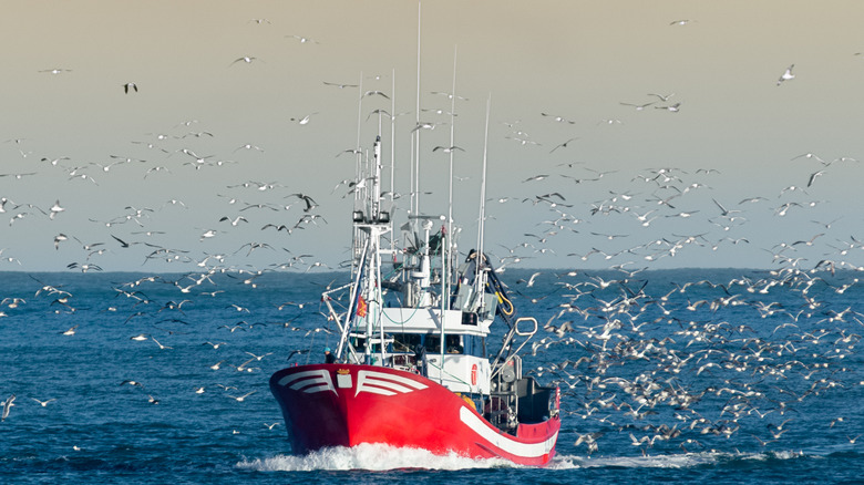Seagulls swarm commercial fishing boat