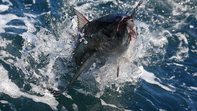 Albacore tuna fights fisherman's hook