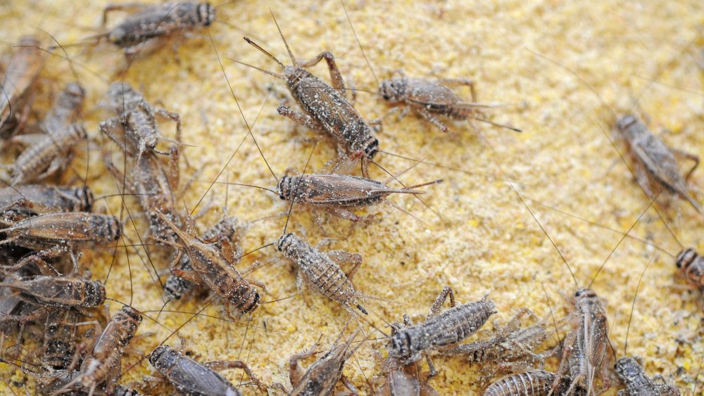 The Untold Truth Of Cricket Flour