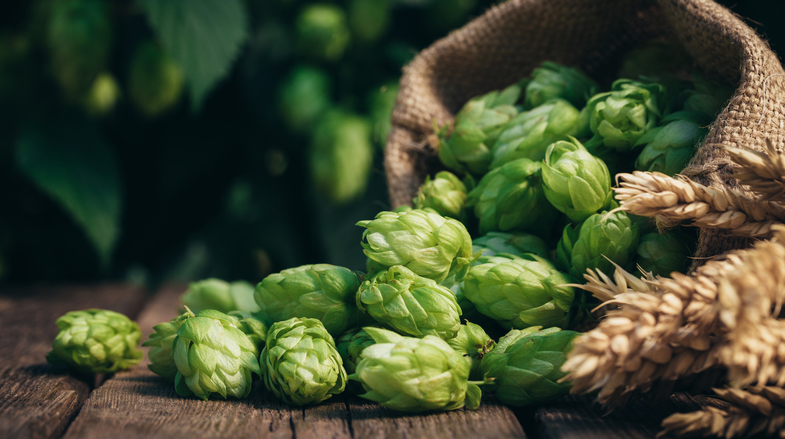 The Untold Truth Of Hops