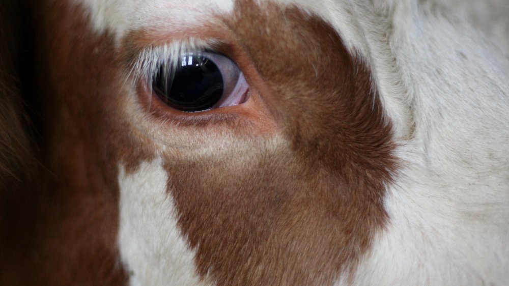 mcdonald's ice cream internet rumors