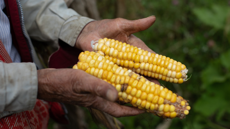 peruvian corn in man's hands