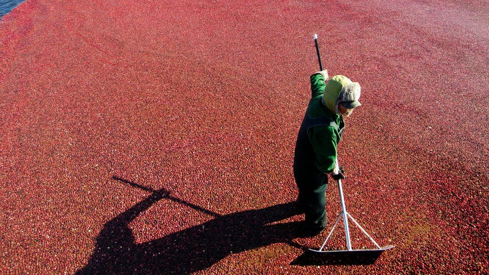 The untold truth of Ocean Spray