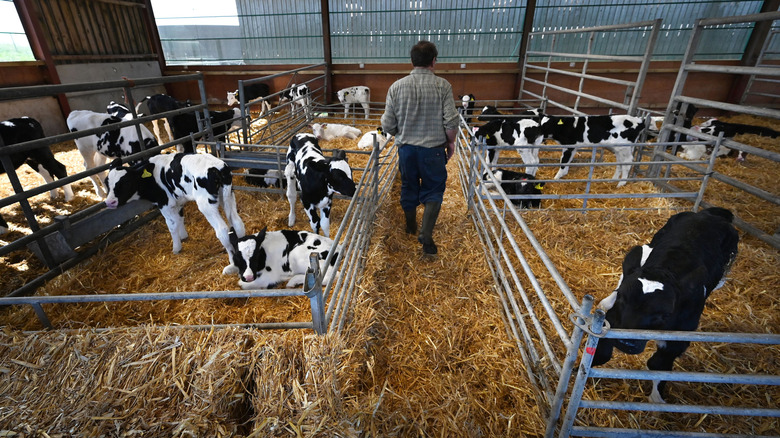 omaha steaks sources beef from midwest farms