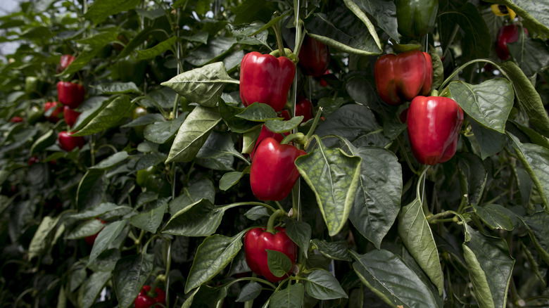 Paprika: The Difference Between Spanish and Hungarian Paprika Explained