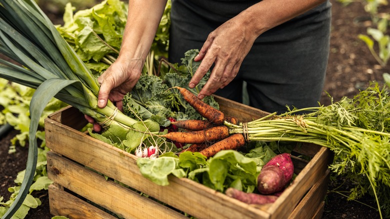 A farmer with a box of freshly picked vegetables.