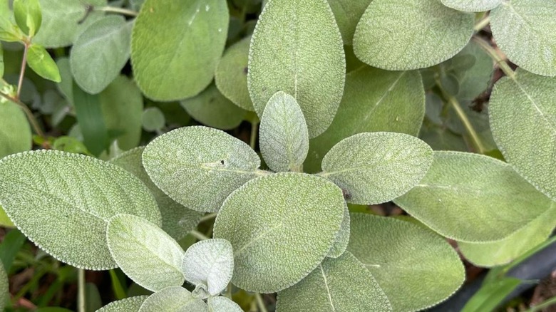 Sage leaves on sage plant