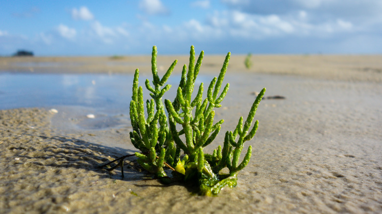 sand sea samphire sky