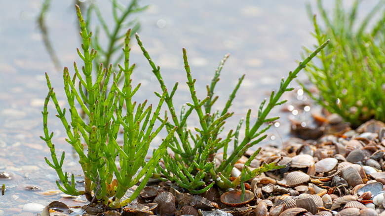 samphire water seashells