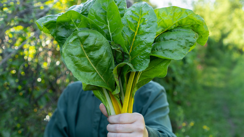 bunch of spinach in hand