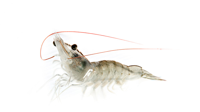 Cute little shrimp guy