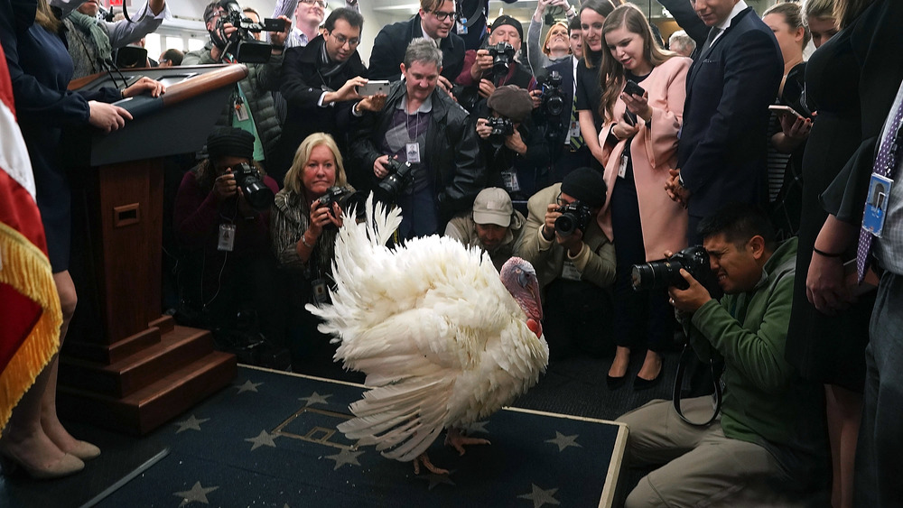 A turkey in the White House is flooded with photographers