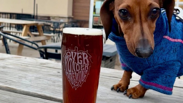 dog beside Over Yonder Brewing pint glass