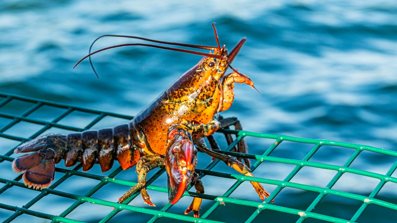 Live lobster near water