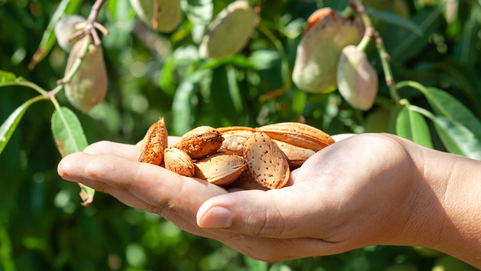 The US State That Grows Nearly All Of The World's Almonds