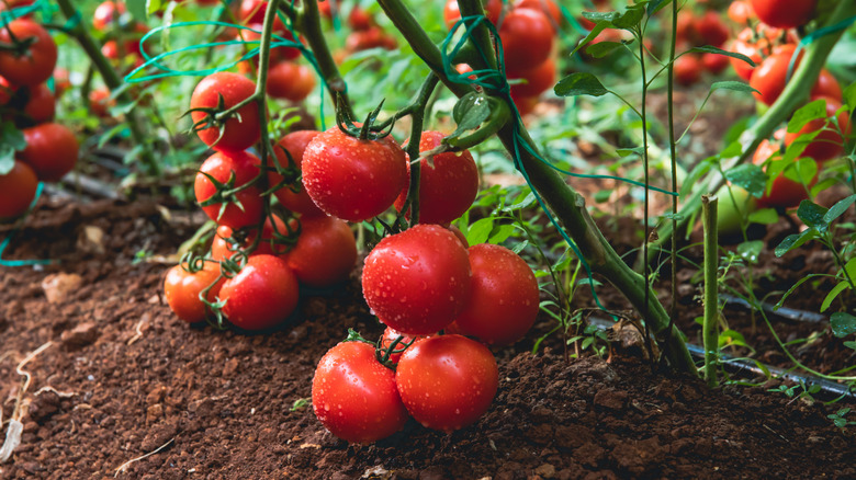Ripe tomatoes on plant sitting just above the soil.