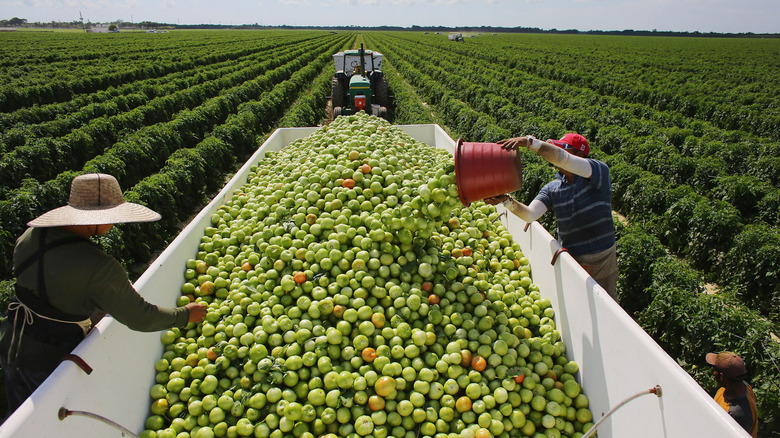 Farm workers harvesting green tomatoes and tossing buckets-full in large bin.