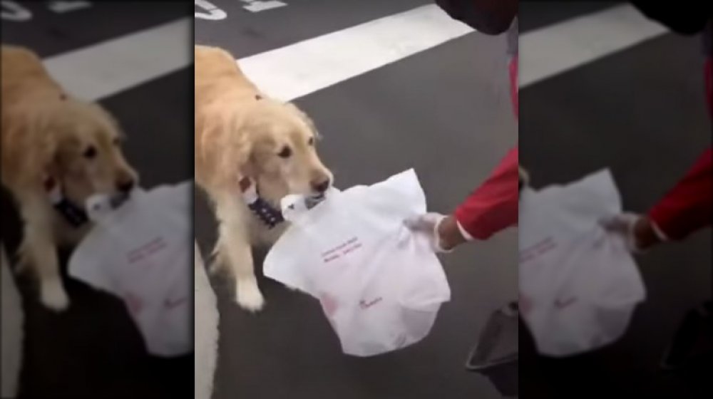 The Viral Chick-Fil-A Dog Just Got A New Role