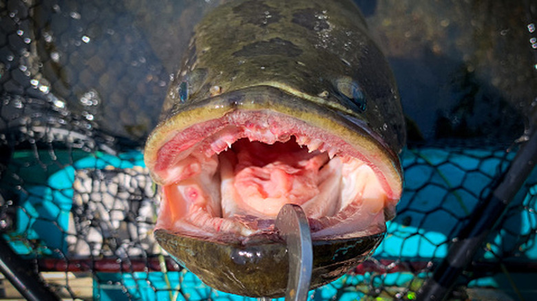 Northern snakehead fish in net with mouth open