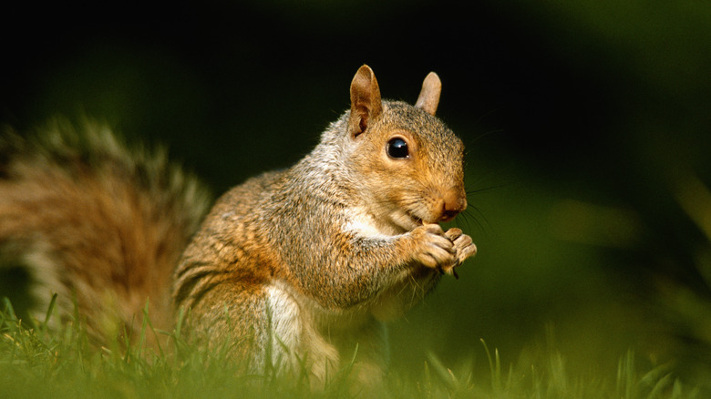 squirrel eating in grass