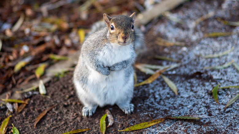 squirrel standing in dirt