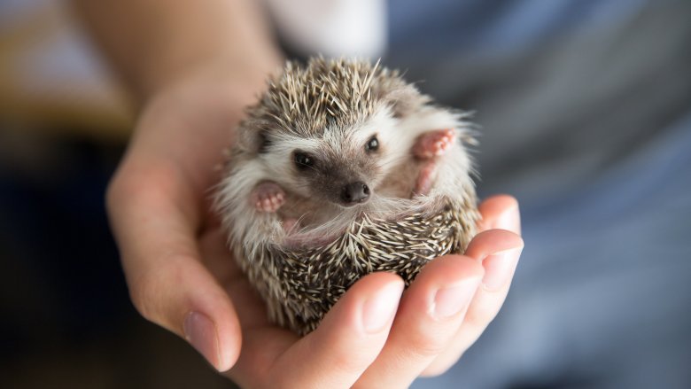 hedgehog