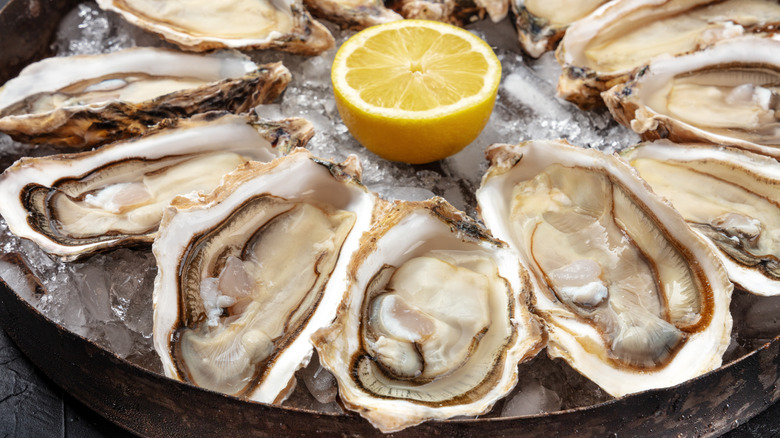 plate of raw oysters with lemon wedge