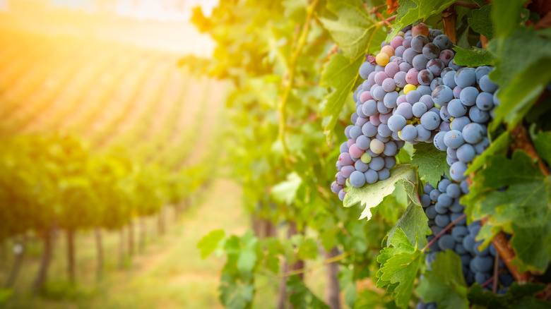 vineyard grapes