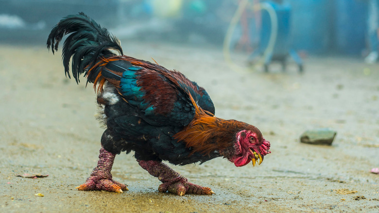 Dong Tao chicken 