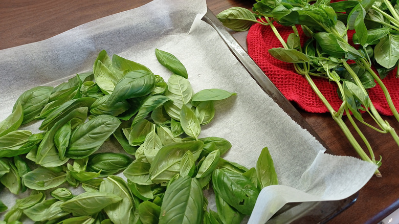 Fresh basil leaves on sheet pan next to stems