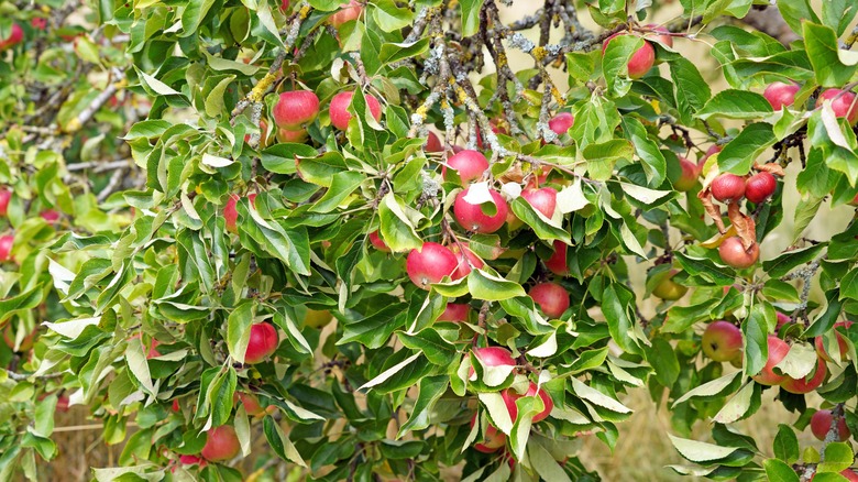 Discovery apple tree