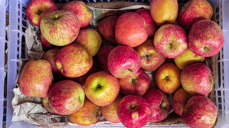 Honeycrisp apples in crate