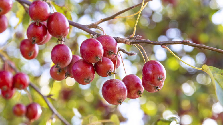 Red crab apples