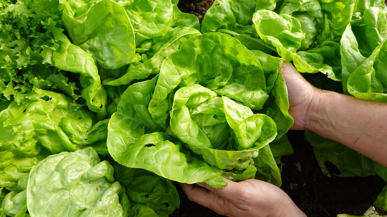 A farmer picking a fresh head of lettuce