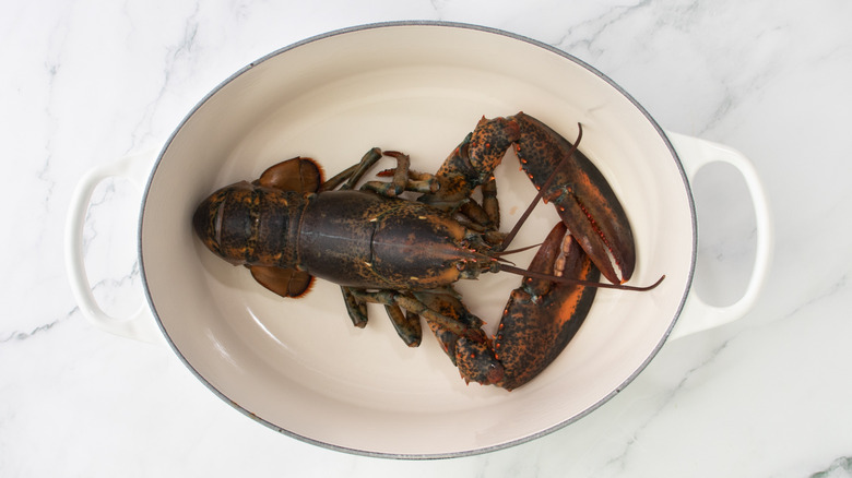 raw lobster in a large pot