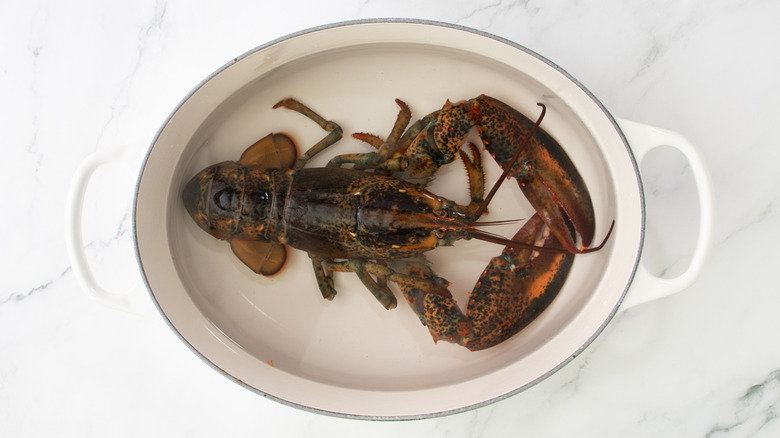 aerial view of pot with raw lobster and water